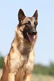 MALINOIS 762